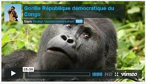 265 - LES GORILLES DE LA RDC